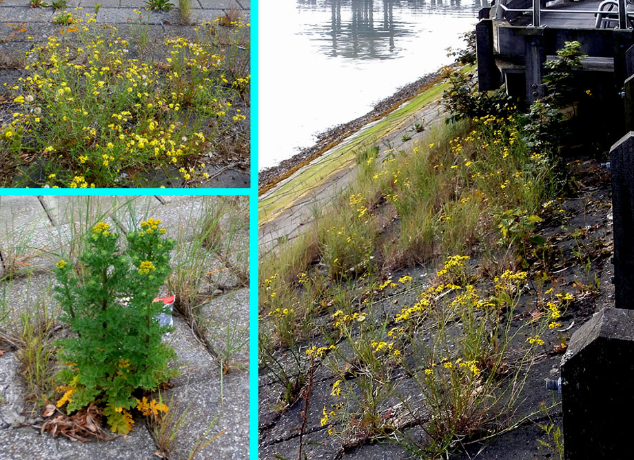 collage planten